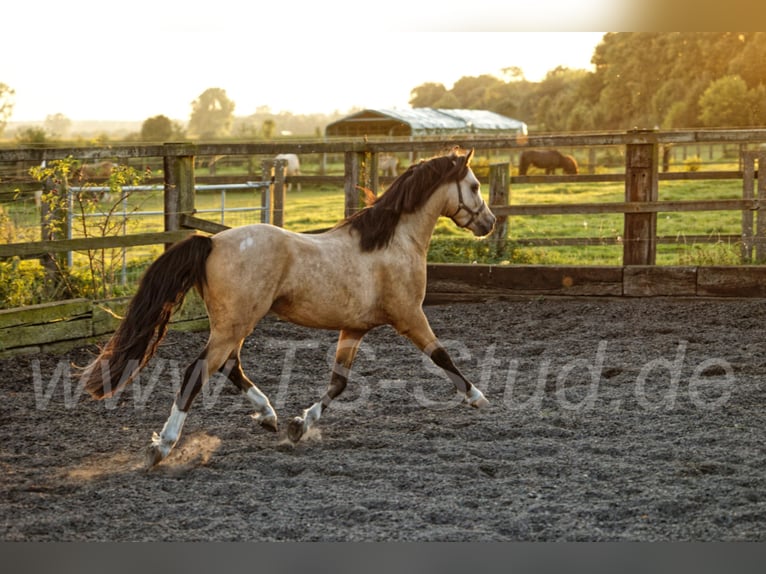 TS EL-DORADO Welsh B Stallion in Meerbusch