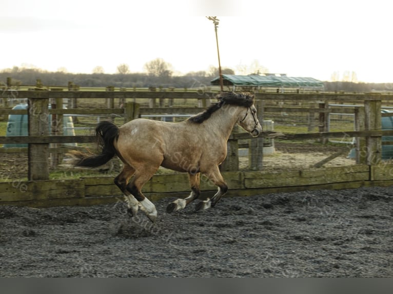 TS EL-DORADO Welsh B Stallion in Meerbusch