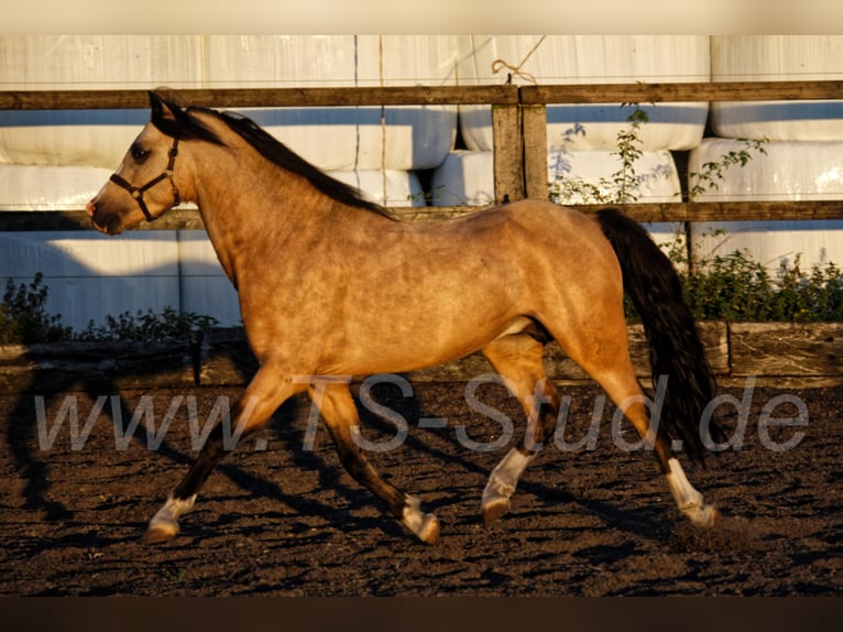 TS EL-DORADO Welsh B Stallion in Meerbusch