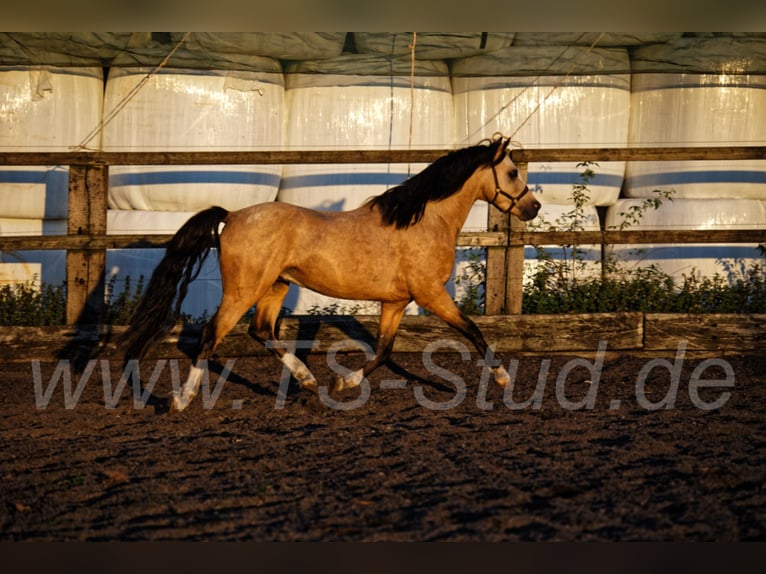 TS EL-DORADO Welsh-B Stallone in Meerbusch