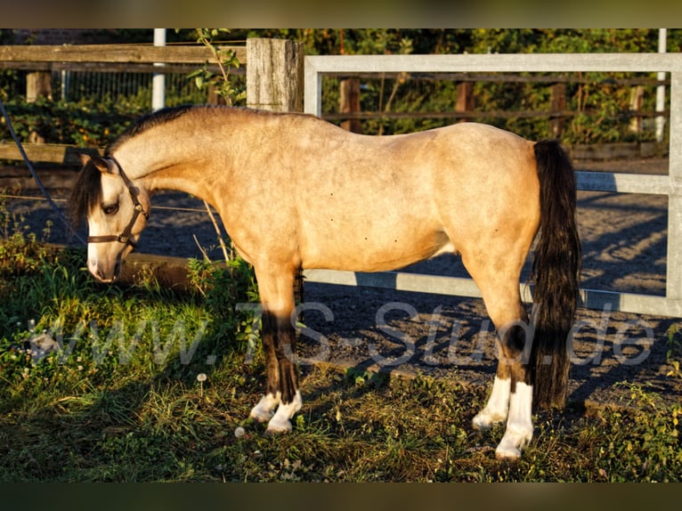 TS EL-DORADO Welsh-B Stallone in Meerbusch