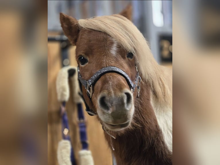 Tschechisches Sportpony Hengst 5 Jahre 85 cm Schecke in Staasdorf