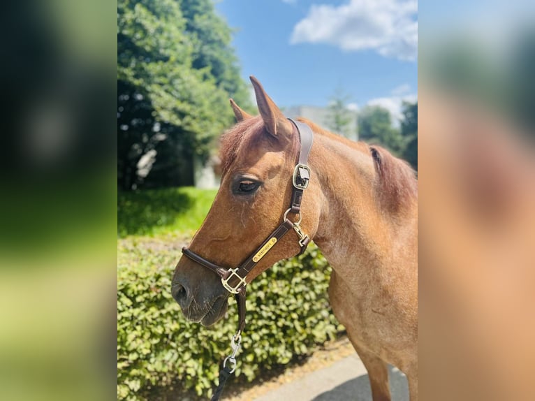 Tschechisches Sportpony Stute 10 Jahre 143 cm Fuchs in Dietikon