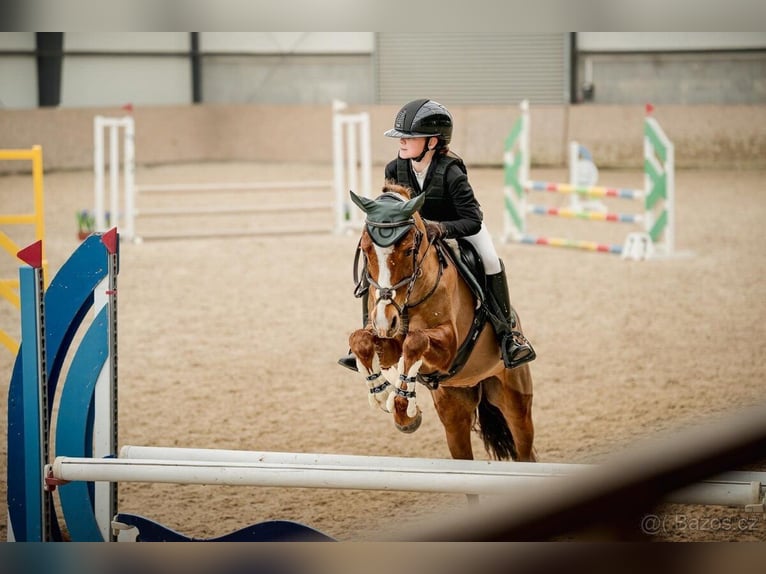 Tschechisches Sportpony Stute 11 Jahre 140 cm  in Vondrov