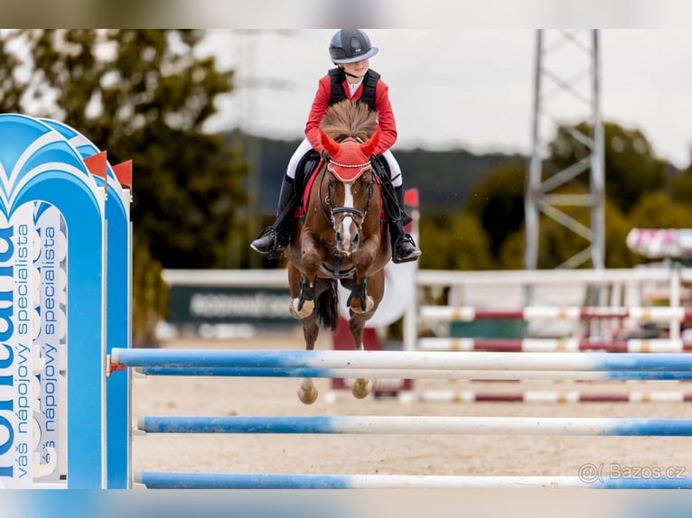 Tschechisches Sportpony Stute 11 Jahre 140 cm  in Vondrov