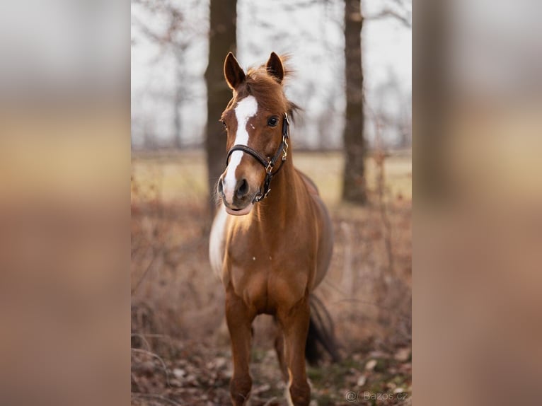 Tschechisches Sportpony Stute 11 Jahre 140 cm  in Vondrov