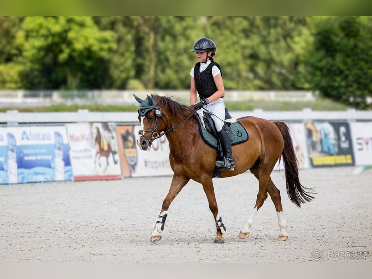 Tschechisches Sportpony Stute 11 Jahre 140 cm  in Vondrov