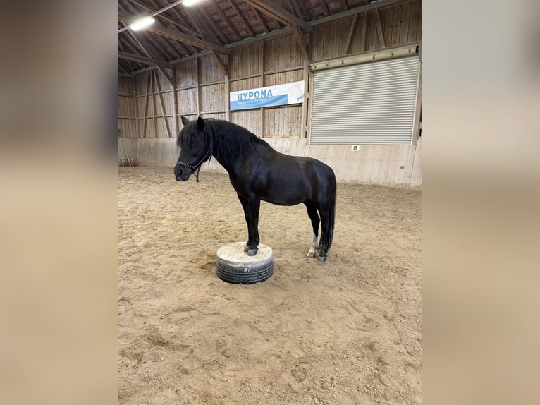 Tschechisches Sportpony Mix Stute 13 Jahre 128 cm Rappe in Flums