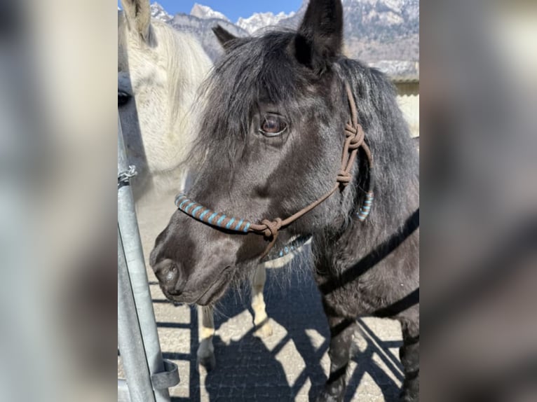 Tschechisches Sportpony Mix Stute 13 Jahre 128 cm Rappe in Flums