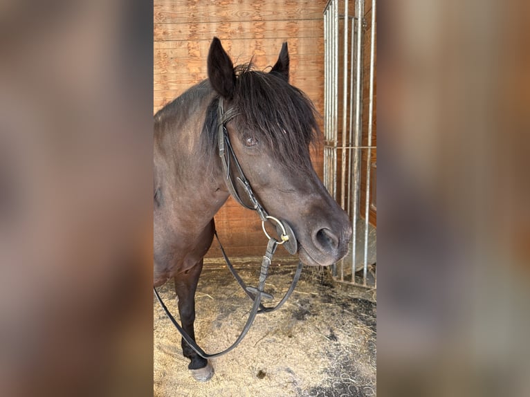 Tschechisches Sportpony Mix Stute 13 Jahre 128 cm Rappe in Flums