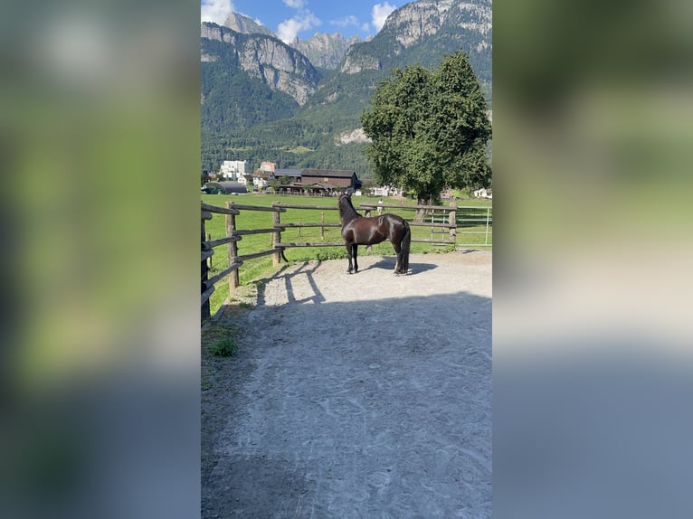Tschechisches Sportpony Stute 13 Jahre 136 cm Rappe in Flums