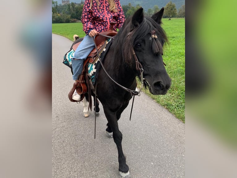 Tschechisches Sportpony Stute 13 Jahre 136 cm Rappe in Flums