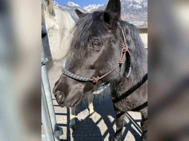 Tschechisches Sportpony Stute 13 Jahre 136 cm Rappe in Flums