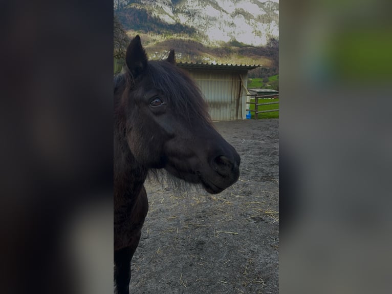 Tschechisches Sportpony Stute 13 Jahre 136 cm Rappe in Flums