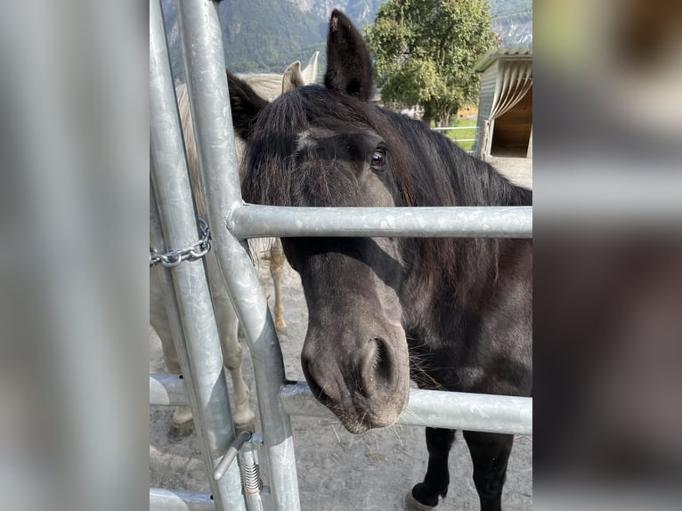 Tschechisches Sportpony Stute 13 Jahre 136 cm Rappe in Flums