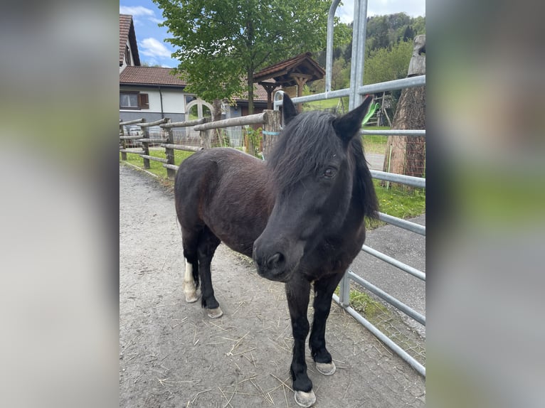 Tschechisches Sportpony Stute 13 Jahre 136 cm Rappe in Flums