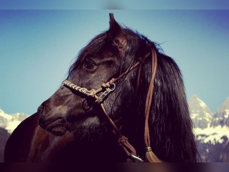 Tschechisches Sportpony Stute 13 Jahre 136 cm Rappe in Flums