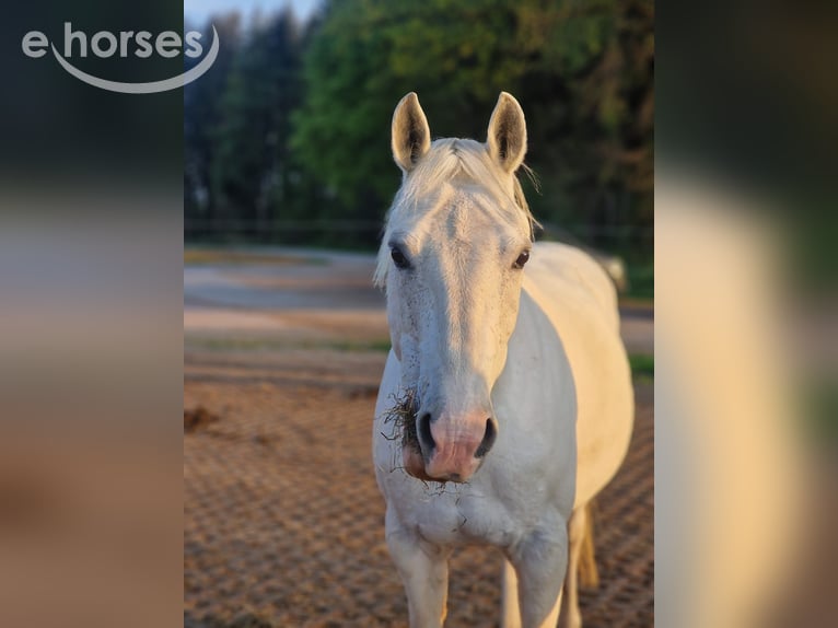 Tschechisches Sportpony Mix Stute 13 Jahre 142 cm Schimmel in Schwabmünchen