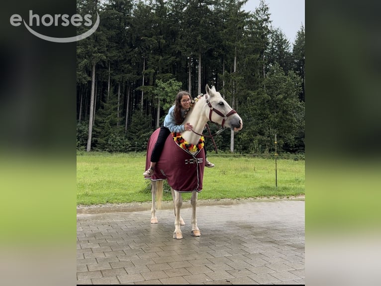 Tschechisches Sportpony Mix Stute 13 Jahre 142 cm Schimmel in Schwabmünchen