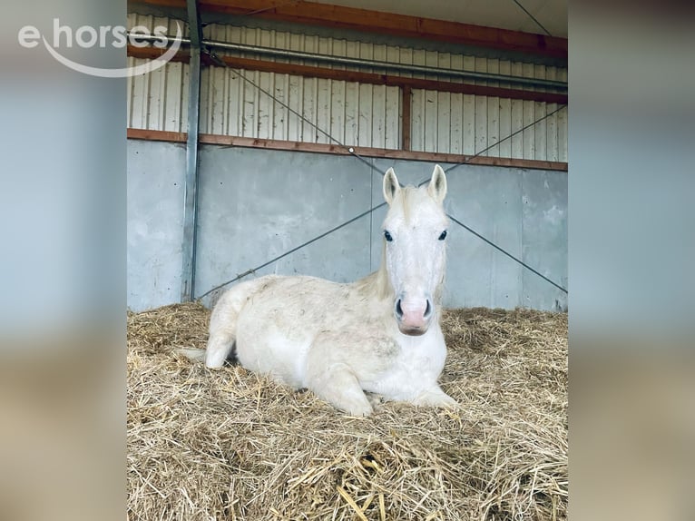 Tschechisches Sportpony Mix Stute 13 Jahre 142 cm Schimmel in Schwabmünchen