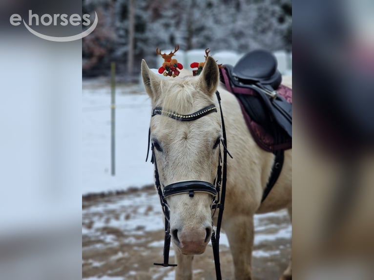 Tschechisches Sportpony Mix Stute 13 Jahre 142 cm Schimmel in Schwabmünchen