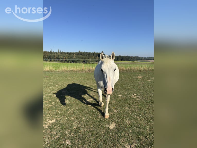 Tschechisches Sportpony Mix Stute 13 Jahre 142 cm Schimmel in Schwabmünchen