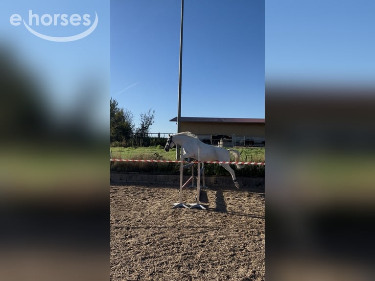 Tschechisches Sportpony Mix Stute 13 Jahre 142 cm Schimmel in Schwabmünchen