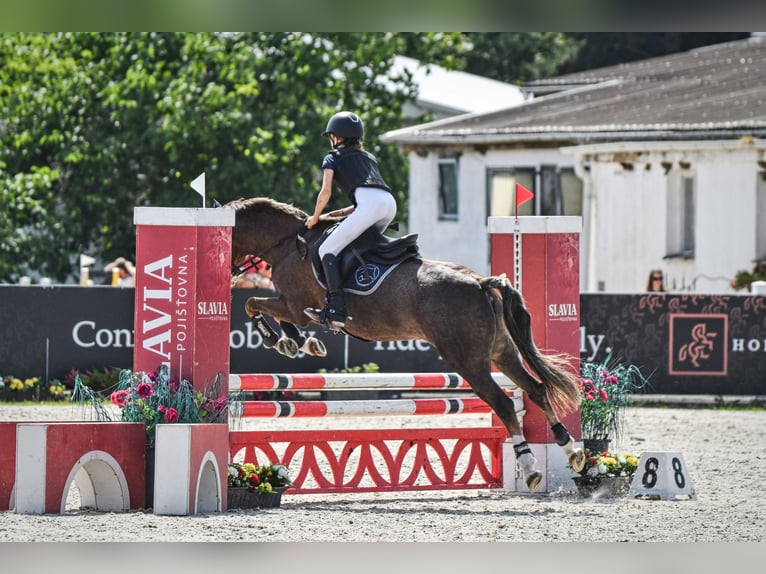 Tschechisches Sportpony Stute 15 Jahre 135 cm Red Dun in Brno