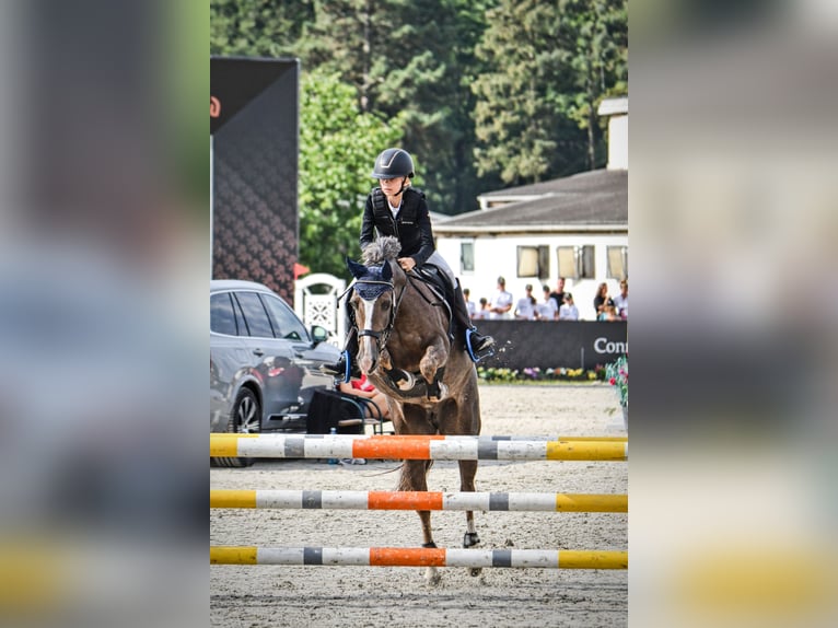 Tschechisches Sportpony Stute 15 Jahre 135 cm Red Dun in Brno