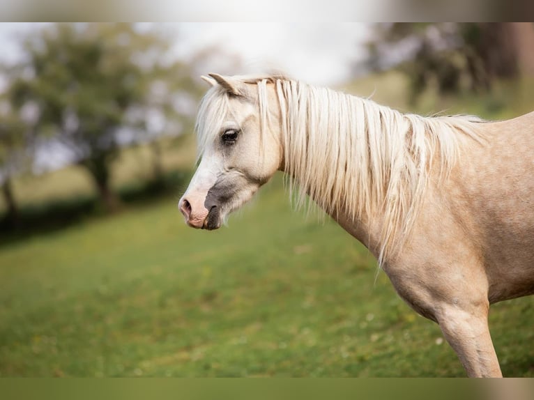 Tschechisches Sportpony Stute 5 Jahre 122 cm Palomino in Zlámanka