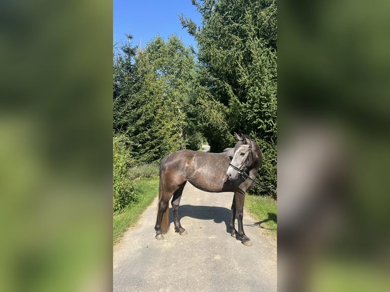 Tschechisches Sportpony Stute 5 Jahre 145 cm Schimmel in Zlámanka