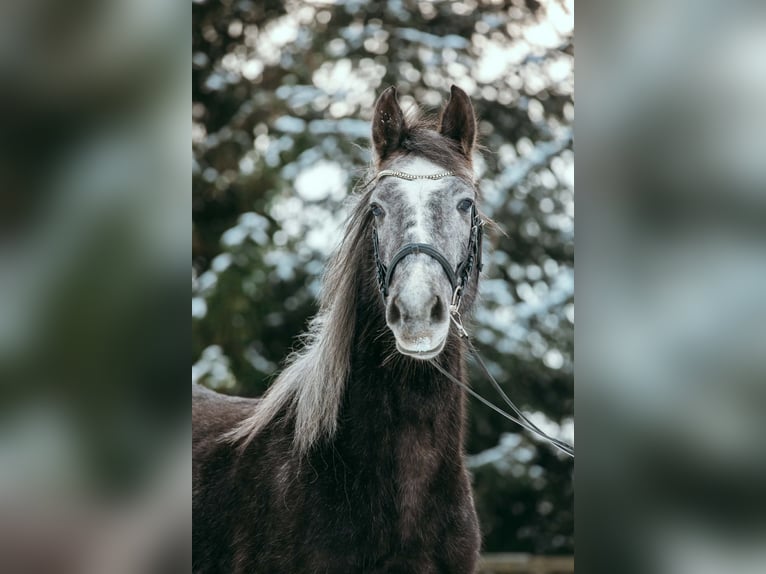 Tschechisches Sportpony Stute 5 Jahre 145 cm Schimmel in Zlámanka