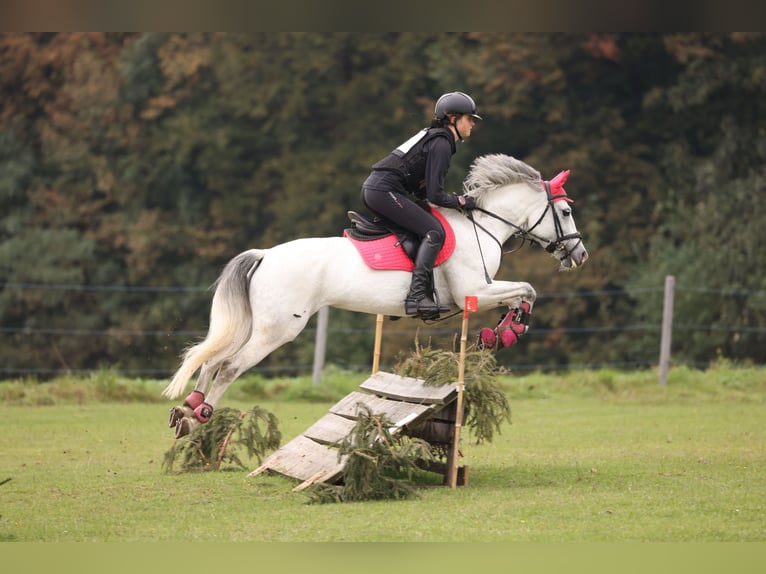 Tschechisches Sportpony Stute 8 Jahre 145 cm White in Prague - west