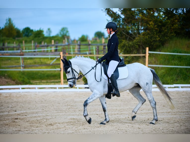 Tschechisches Sportpony Stute 9 Jahre 145 cm White in Prague - west