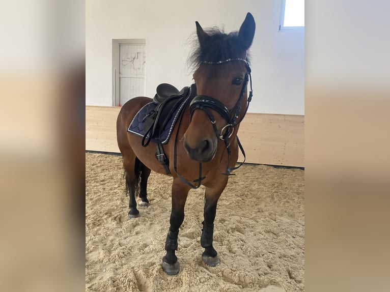 Tschechisches Sportpony Wallach 11 Jahre 146 cm Brauner in Haag am Hausruck