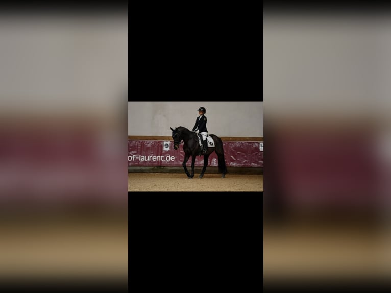 Tschechisches Sportpony Wallach 11 Jahre Dunkelbrauner in Karlsfeld