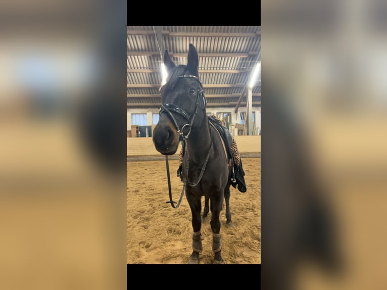 Tschechisches Sportpony Wallach 11 Jahre Dunkelbrauner in Karlsfeld