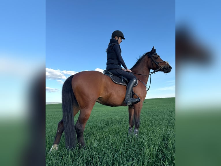 Tschechisches Sportpony Wallach 12 Jahre 148 cm Brauner in Zajezd