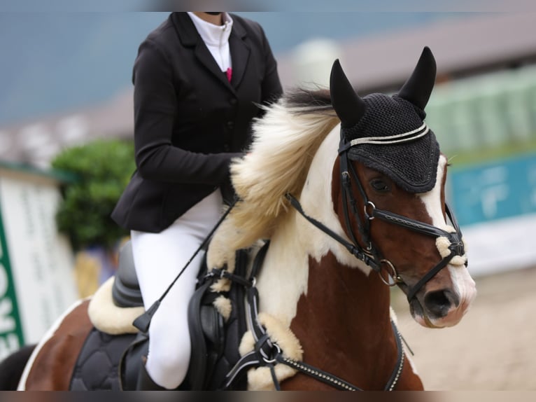 Tschechisches Sportpony Wallach 15 Jahre 136 cm Schecke in Neuhofen an der Krems