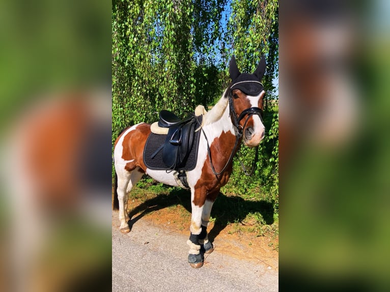 Tschechisches Sportpony Wallach 15 Jahre 136 cm Schecke in Neuhofen an der Krems