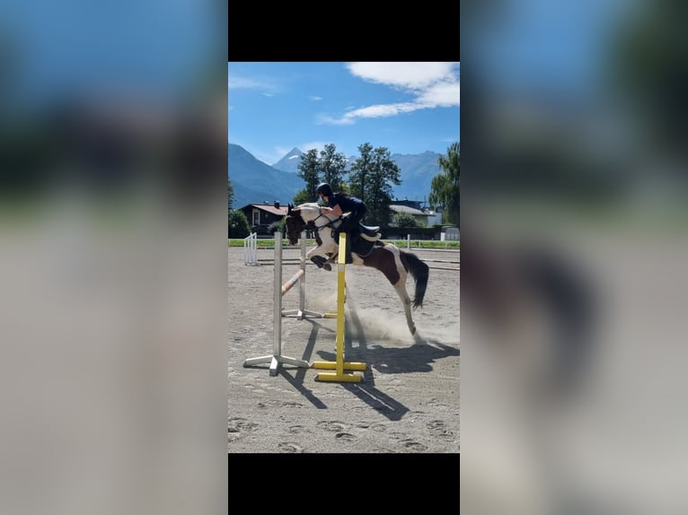 Tschechisches Sportpony Wallach 15 Jahre 136 cm Schecke in Neuhofen an der Krems