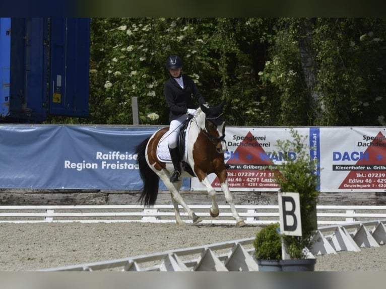 Tschechisches Sportpony Wallach 15 Jahre 136 cm Schecke in Neuhofen an der Krems
