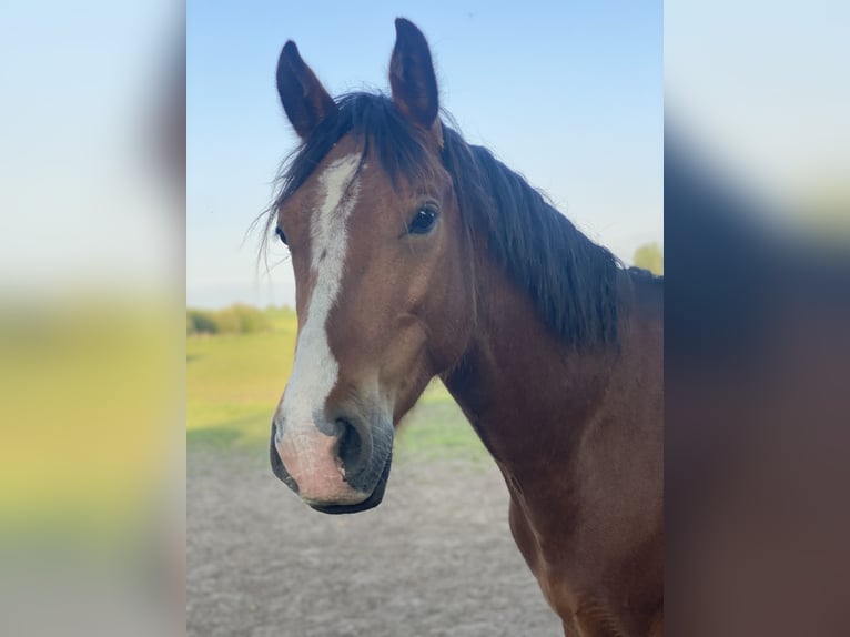 Tschechisches Sportpony Wallach 6 Jahre 147 cm Brauner in Gnoien