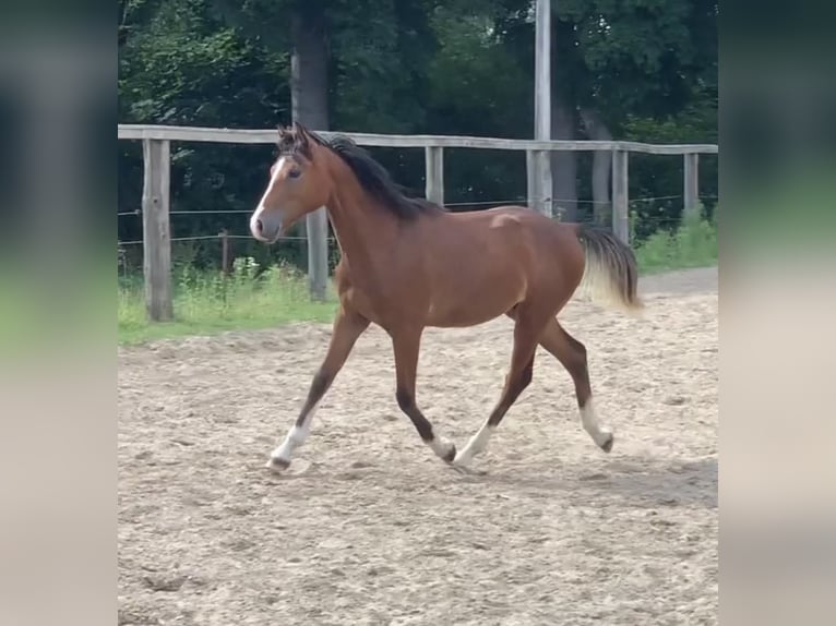Tschechisches Sportpony Wallach 6 Jahre 147 cm Brauner in Gnoien