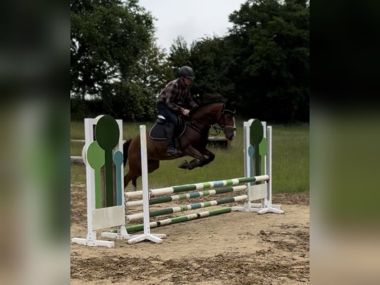 Tschechisches Sportpony Wallach 6 Jahre 147 cm Brauner in Gnoien