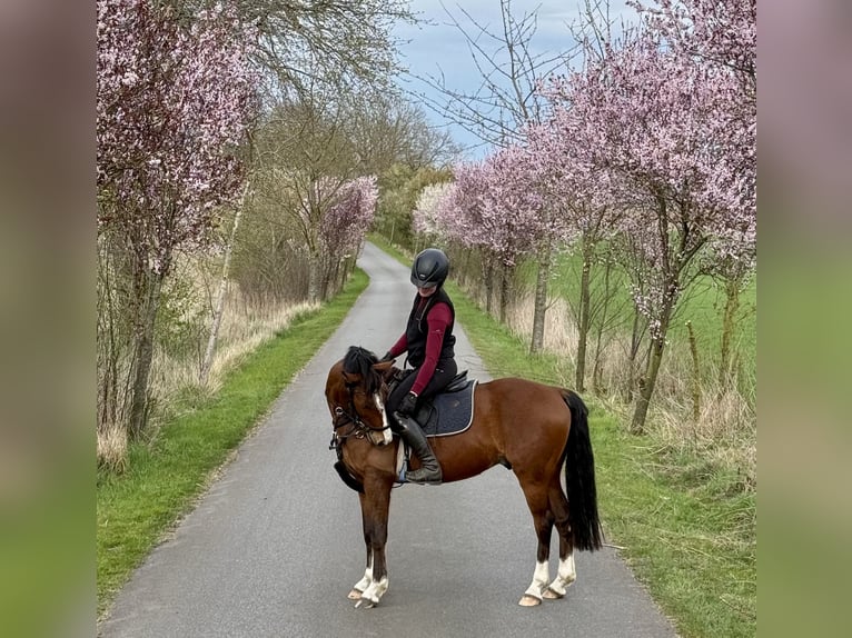 Tschechisches Sportpony Wallach 6 Jahre 147 cm Brauner in Gnoien