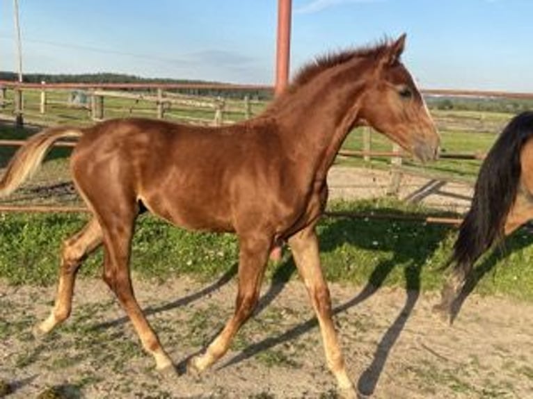Tschechisches Warmblut Hengst 1 Jahr Dunkelfuchs in PRIBRAM