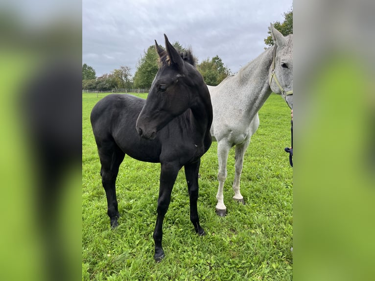 Tschechisches Warmblut Hengst 1 Jahr Kann Schimmel werden in Krsice