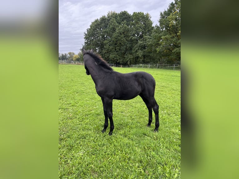 Tschechisches Warmblut Hengst 1 Jahr Kann Schimmel werden in Krsice