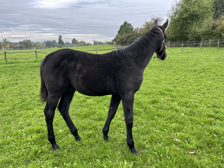 Tschechisches Warmblut Hengst 1 Jahr Kann Schimmel werden in Krsice